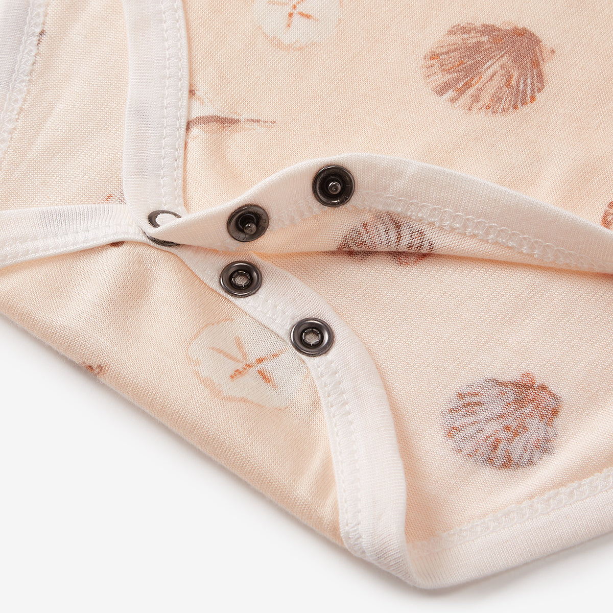 Seashells-31146