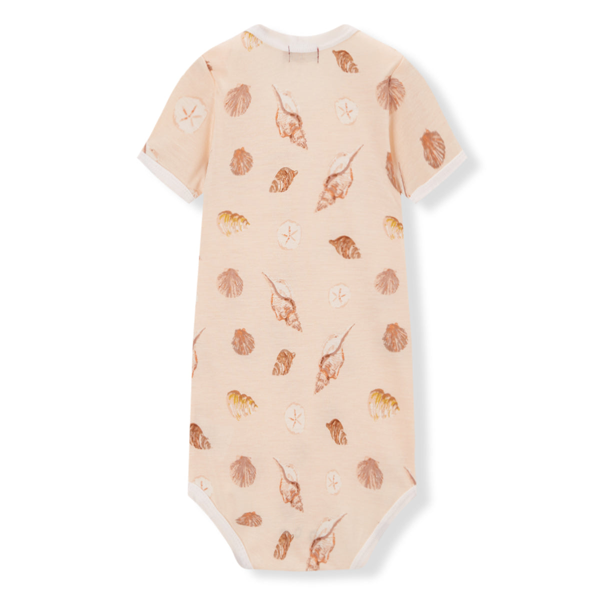 Seashells-31146