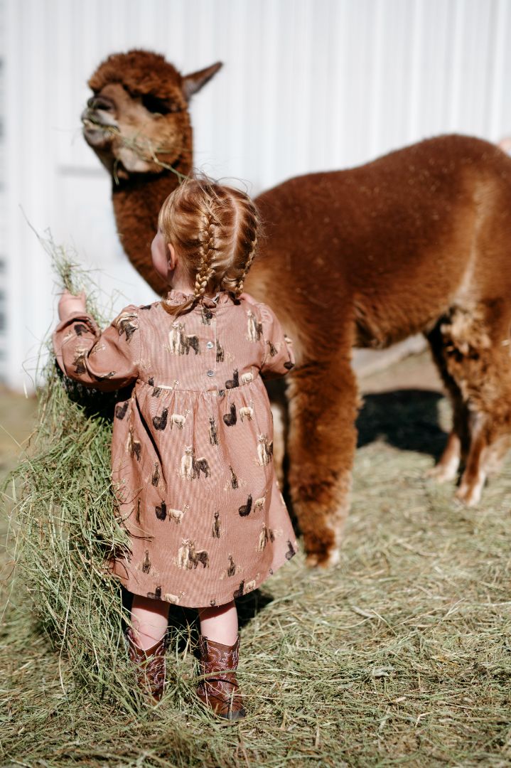 Alpaca Corduroy Dress & Bloomer