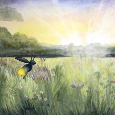 Illustrated Image of Finn the Firefly in a field at Dawn by Wendy Wallace for Milkbarn